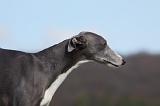 WHIPPET 388